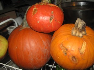 A few small pumpkins, some of which have been turned into jack-o-lanterns by squirrels. 
