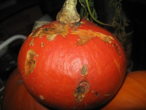 A small pumpkin with an abstract spooky look created by squirrels. 