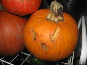 A small pumpkin that has been turned into a creepy looking jack-o-lantern by squirrels. 