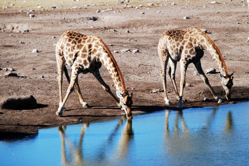 Two giraffes drinking at watering hole with their reflections