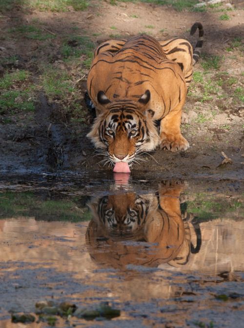 Tiger drinking from watering hole with reflection